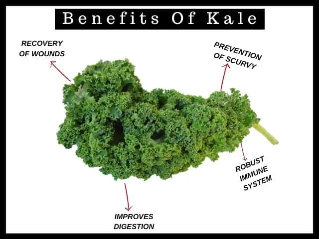 benefits of kale for guinea pigs