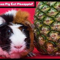 Can guinea pigs eat pineapple