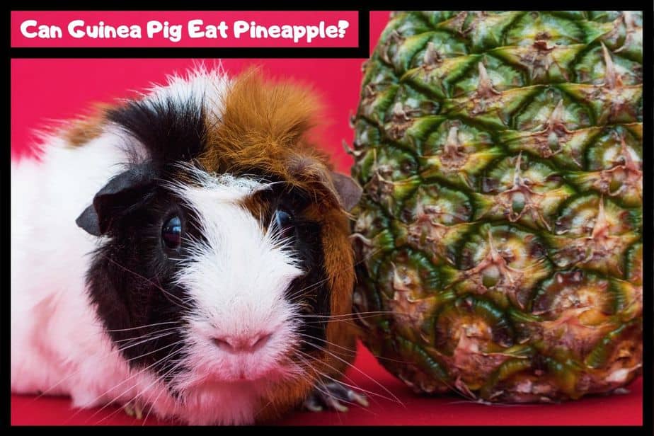 Can guinea pigs eat pineapple? (Serving size, Hazards & more)