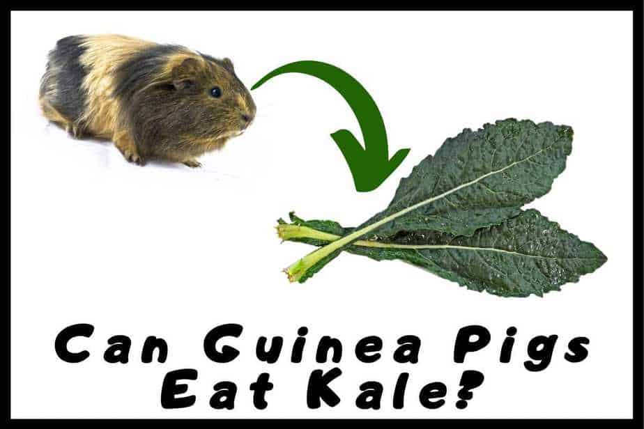 Can Guinea Pigs Eat Kale? (Hazard, Serving Size & More)