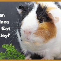 Can Guinea Pigs Eat Parsley