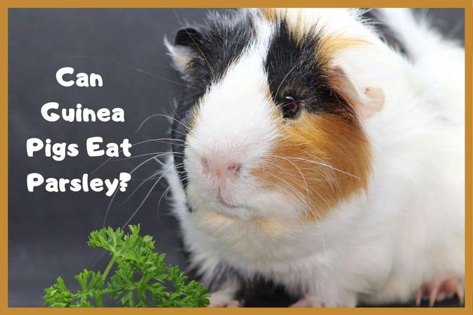 Can Guinea Pigs Eat Parsley? (Hazards, Serving size & More)