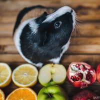 Can Guinea Pigs Eat Pomegranate