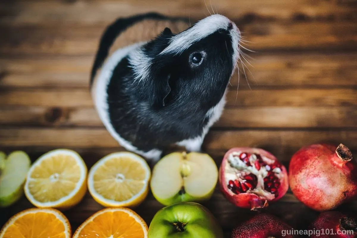 Can guinea 2025 pigs eat pomegranate