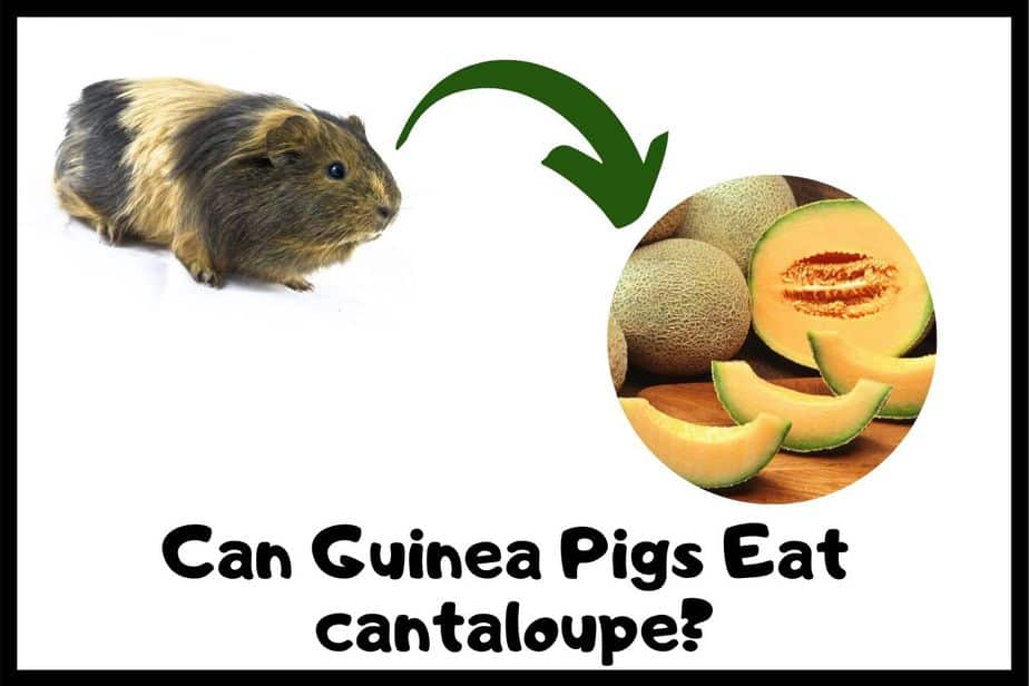 Can guinea pigs eat cantaloupe? 