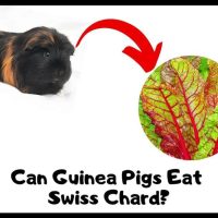 Can Guinea Pigs Eat swiss chard