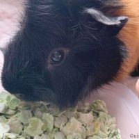 Can guinea pigs eat pea flakes