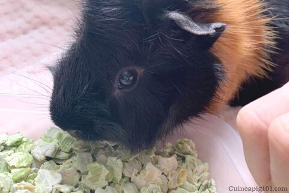 Can Guinea Pigs Eat Pea Flakes? (Hazards, & Serving Size)