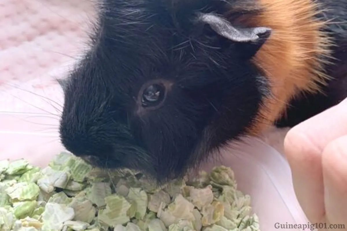 Can Guinea Pigs Eat Pea Flakes Hazards Serving Size