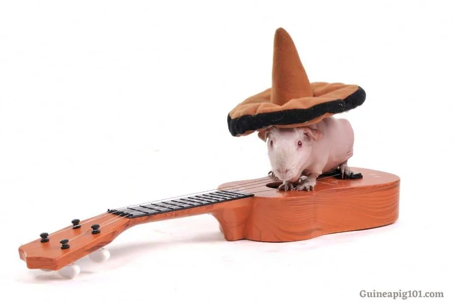 guinea pigs music