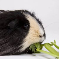 Guinea Pigs Eat Celery
