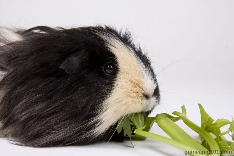 Can Guinea Pigs Eat Celery? (Hazards, Serving Size & More)