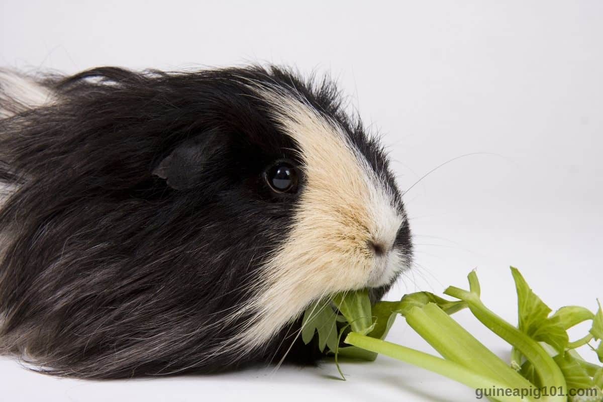 Can Guinea Pigs Eat Celery? (Hazards, Serving size & More)