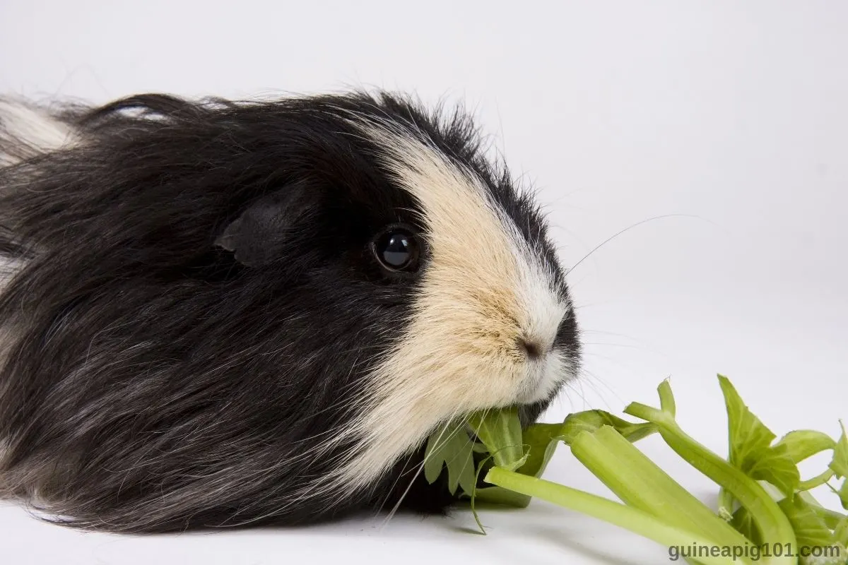 Can guinea clearance pigs eat celeriac