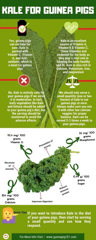 Kale and guinea pigs