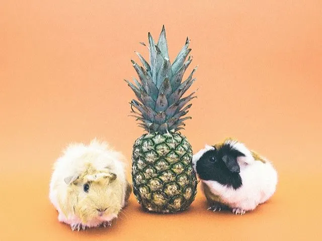 Is pineapple bad for guinea pigs