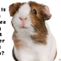 Guinea Pig Wet Under His Chin