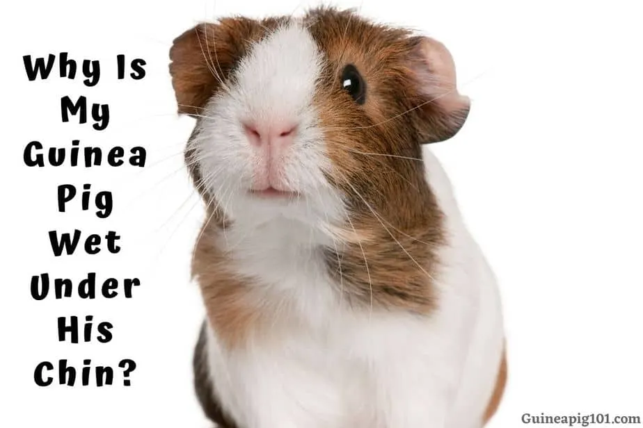 Why Is My Guinea Pig Wet Under His Chin? (Guinea Pig Drooling)