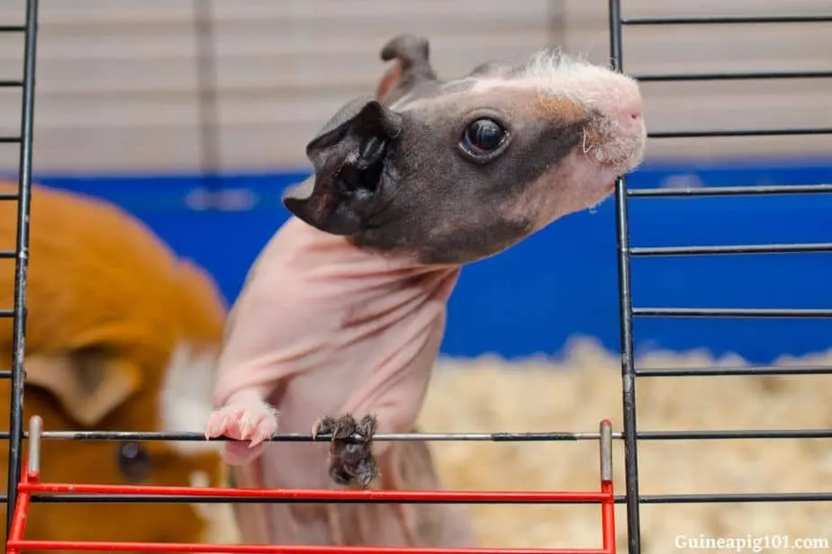 Skinny pig habitat