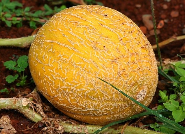 Cantaloupe for guinea pigs