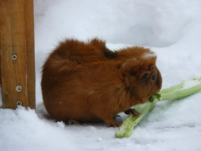 How often can guinea pigs eat celery?