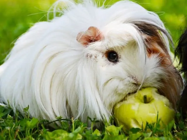 All about Peruvian guinea pigs(Personality, Care, Diet, Cost, & More)