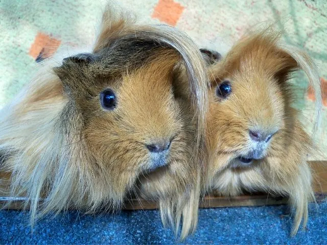 Peruvian guinea pig appearance