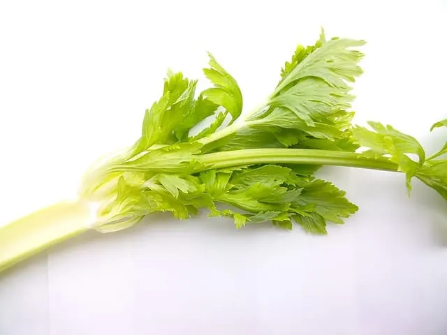 Can guinea pigs eat celery leaves?