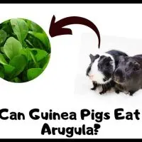Can Guinea Pigs Eat Arugula
