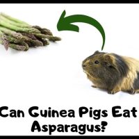 Can Guinea Pigs Eat Asparagus?