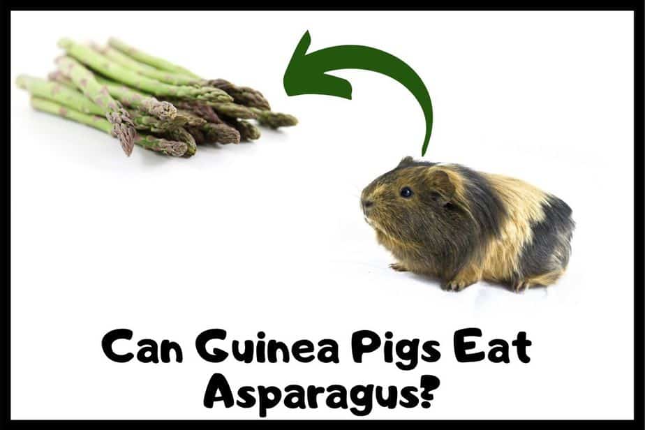 Can Guinea Pigs Eat Asparagus? (Hazards, Serving size & More)