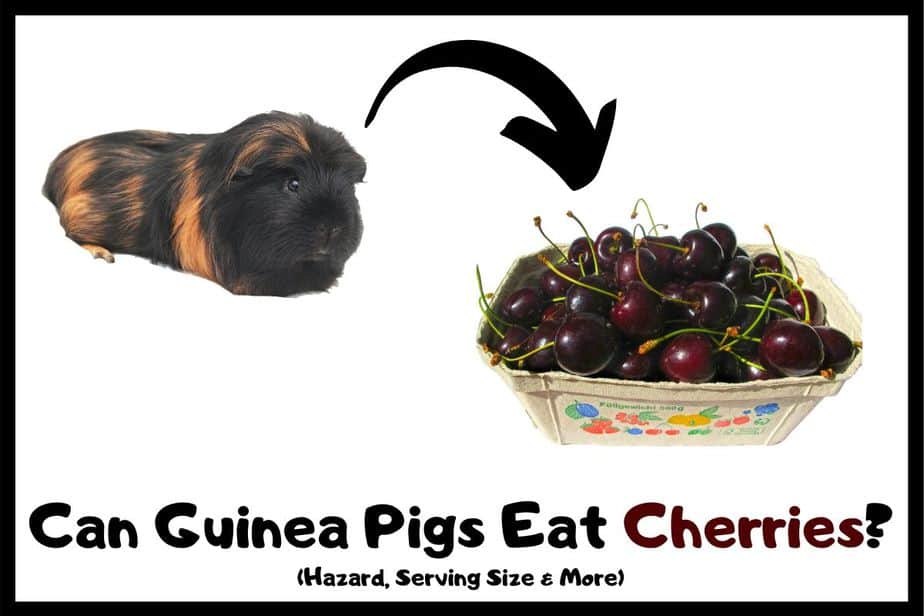 Can Guinea Pigs Eat Cherries? (Hazard, Serving Size & More)