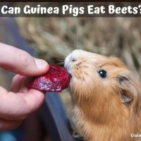 Can Guinea Pigs Eat Beets