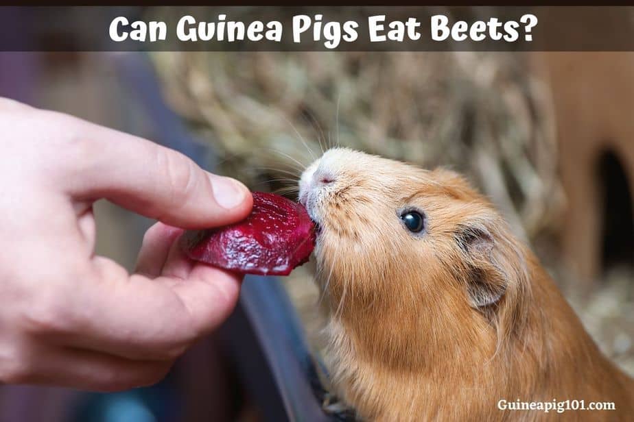 Can Guinea Pigs Eat Beets? (Beetroot leaves, Tops, Roots & More)
