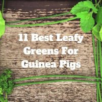 Best Leafy Greens For Guinea Pigs