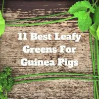 Best Leafy Greens For Guinea Pigs
