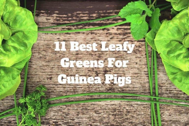 11 Best Leafy Greens For Guinea Pigs