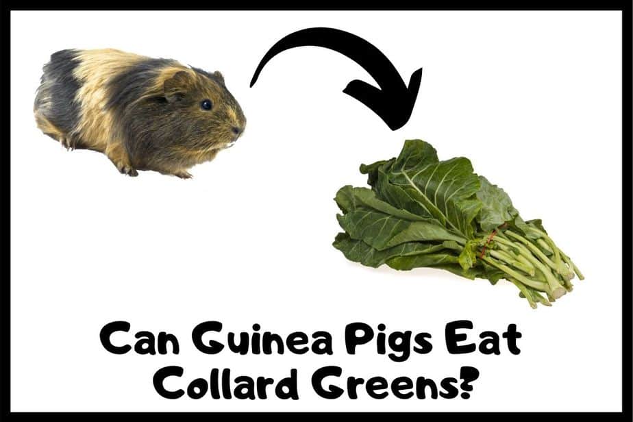 Can Guinea Pigs Eat Collard Greens? (Hazard, Serving Size & More)