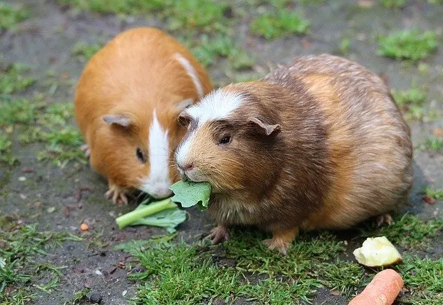 How much collard greens can guinea pigs eat?