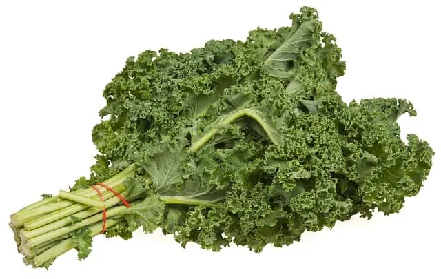 kale for guinea pigs