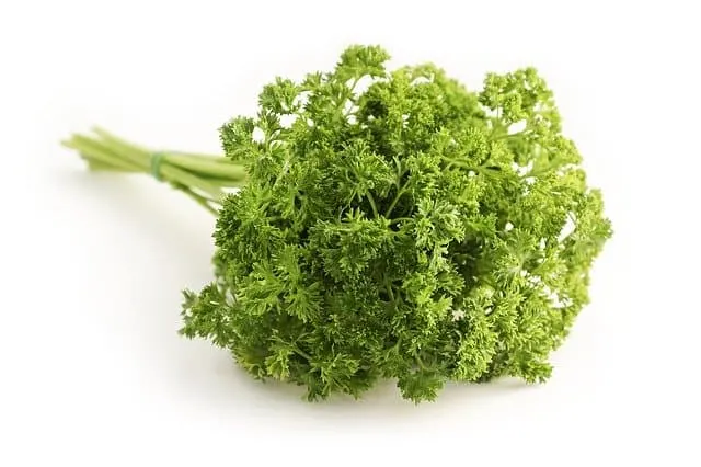 parsley for guinea pigs