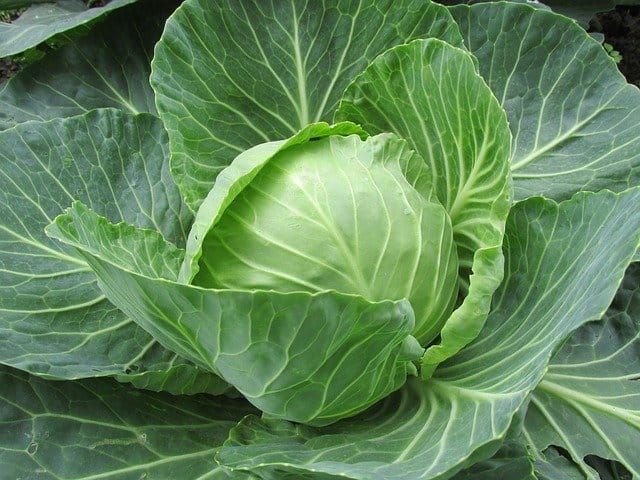 cabbage for guinea pigs