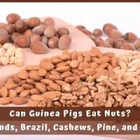 Can guinea pigs eat nuts