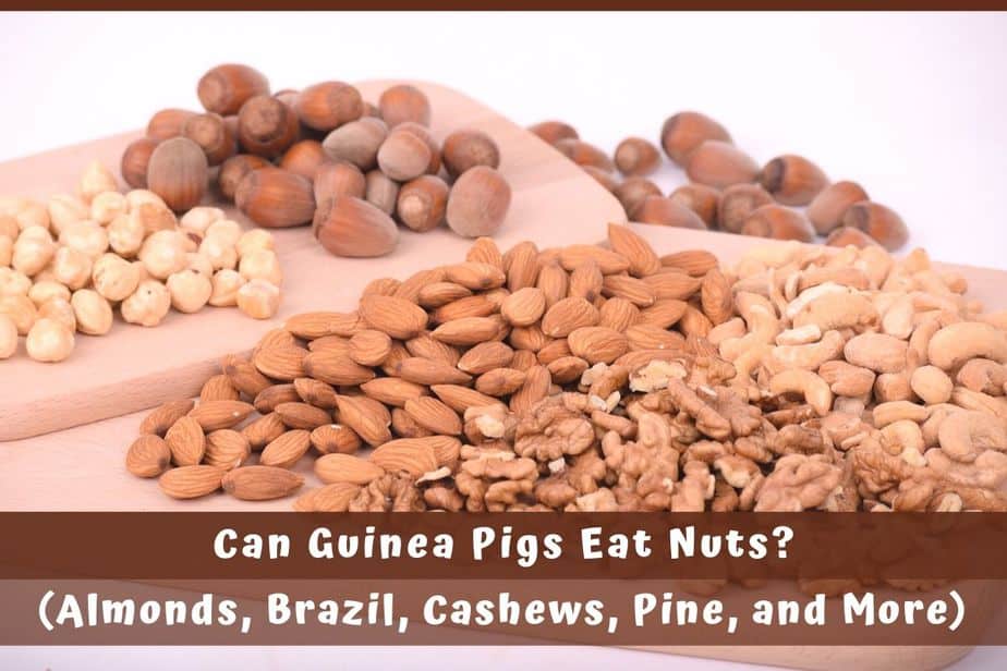 Can Guinea Pigs Eat Nuts? (Almonds, Brazil, Cashews, Pine, and More)