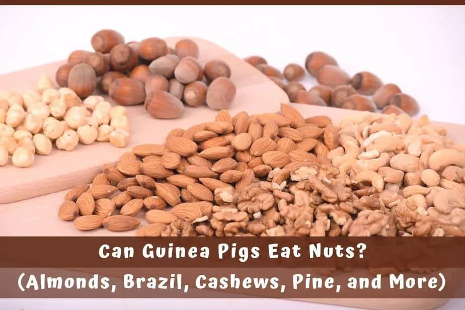 Can guinea on sale pigs have nuts