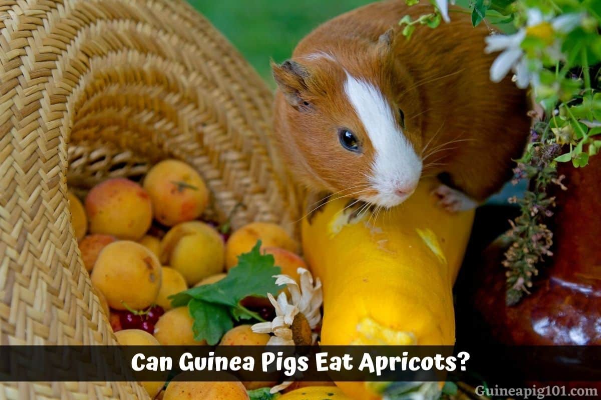 Can Guinea Pigs Eat Apricots? (Hazard, Serving Size & More)