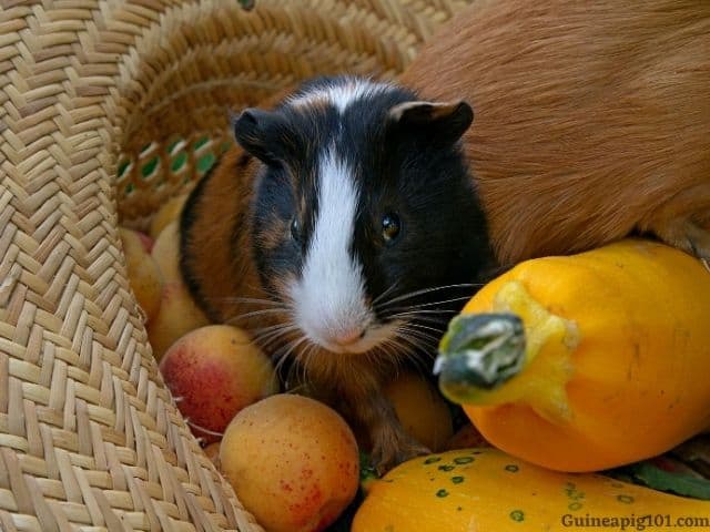 Can Guinea Pigs Eat Apricots? (Hazard, Serving Size & More)