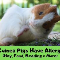 Do Guinea Pigs Have Allergies?