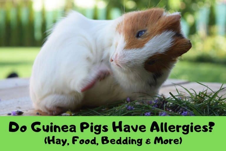 Do Guinea Pigs Have Allergies? (Hay, Food, Bedding & More)