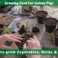 Growing Food For Guinea Pigs